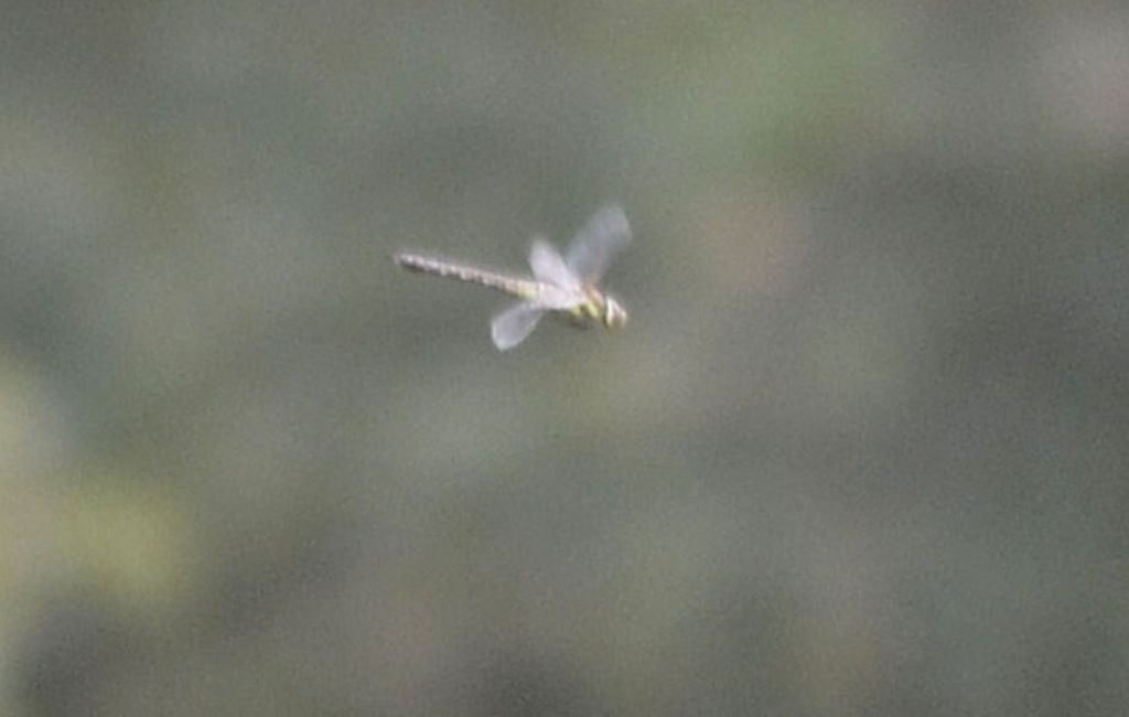 Aeshna mixta, femmina